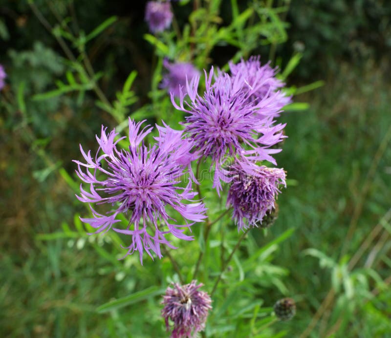 Cornflower Centaurea scabiosa blooms among herbs