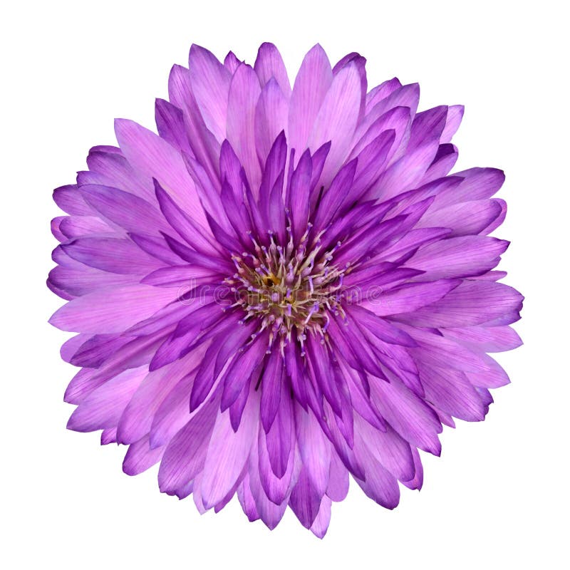 Cornflower como la flor púrpura rosada aislada