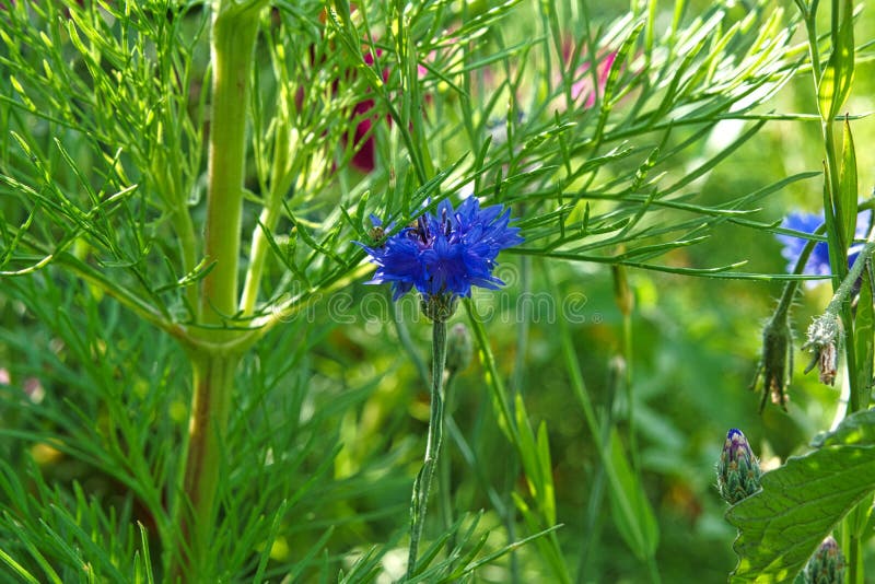 Cornflower Flower Single in a Field. Blue Shine the Petals Stock Photo ...