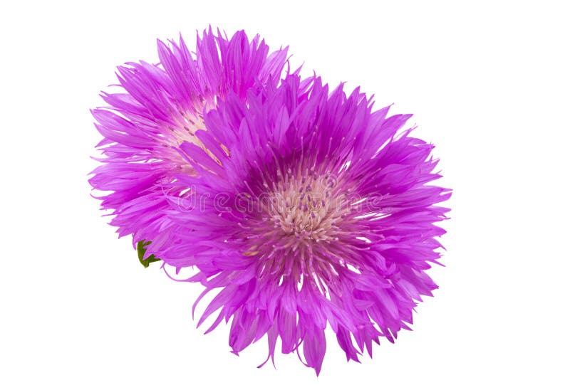 Cornflower lilac isolated stock photo. Image of wildflower 244004298