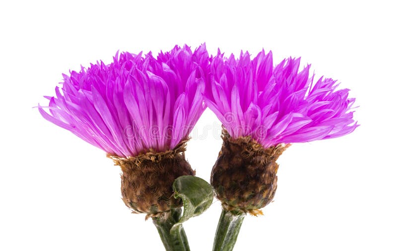 Cornflower lilac isolated stock image. Image of light 244004309