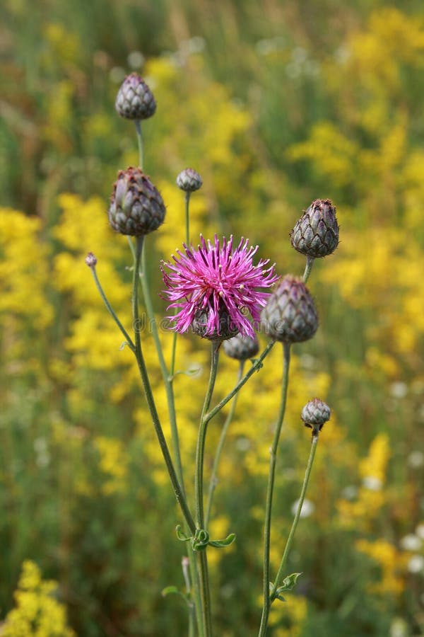 Cornflower meadow stock photo. Image of centaurea, herb 28200528