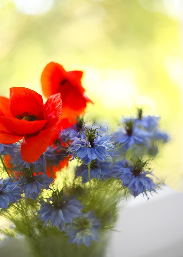 Cornflower and Poppy in the Bouquet Stock Photo Image of field, bunch