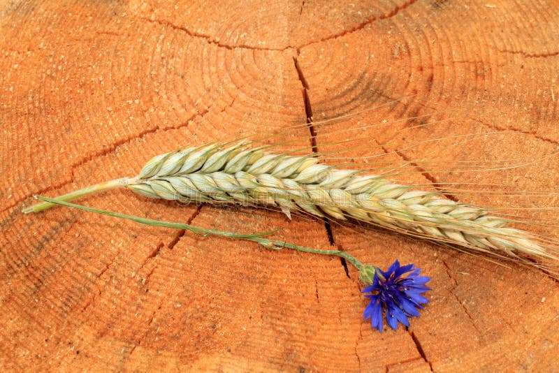 Cornflower and spike stock image. Image of material, cornflower 57061103