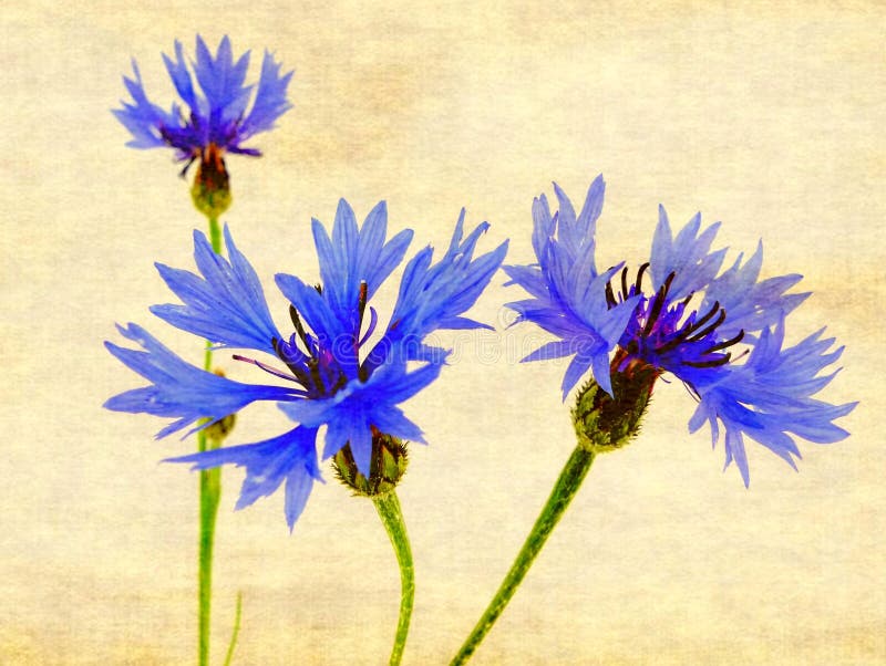 Cornflower stock image. Image of calla, orange, environment 53481545