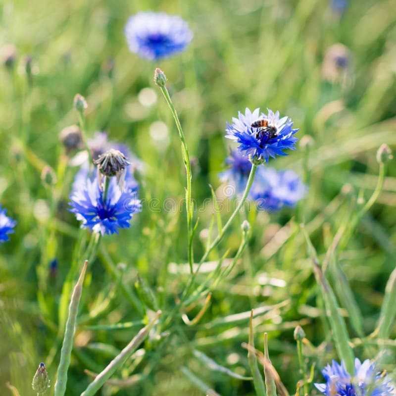 Cornflower Wildflower Growing in a Field Stock Photo Image of