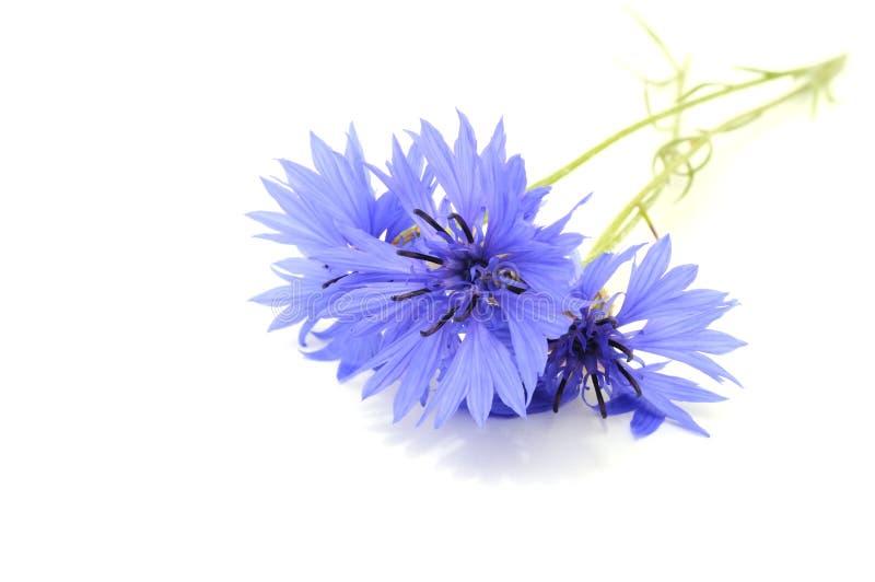 Cornflowers