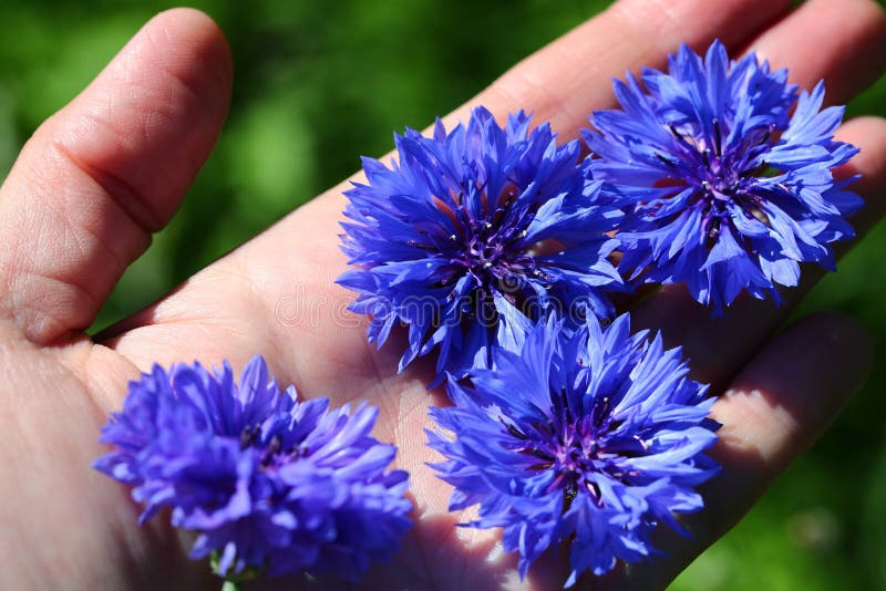 Cornflowers azuis imagem de stock Cornflowers azuis imagem de stock