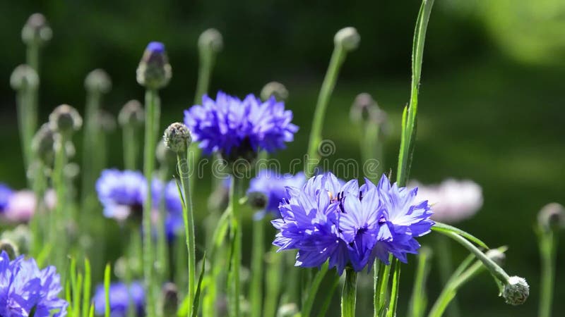 Cornflowers azules