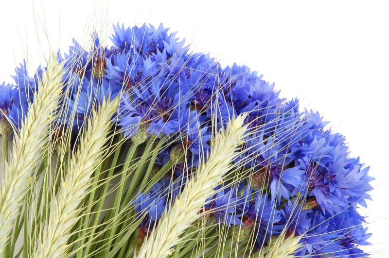 Cornflowers and cereals