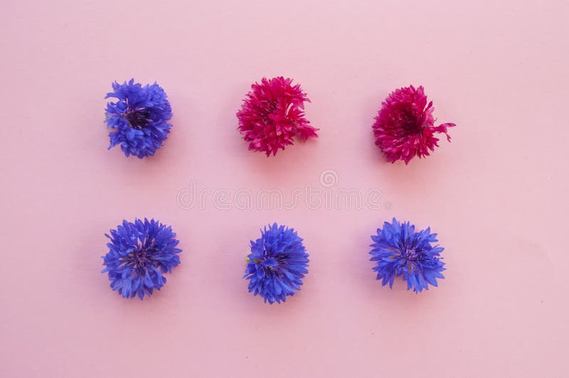 Cornflowers na różowym tle zdjęcia stock Cornflowers na różowym tle zdjęcia stock