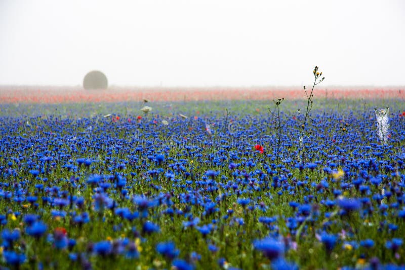 Cornflowers, poppies and fog