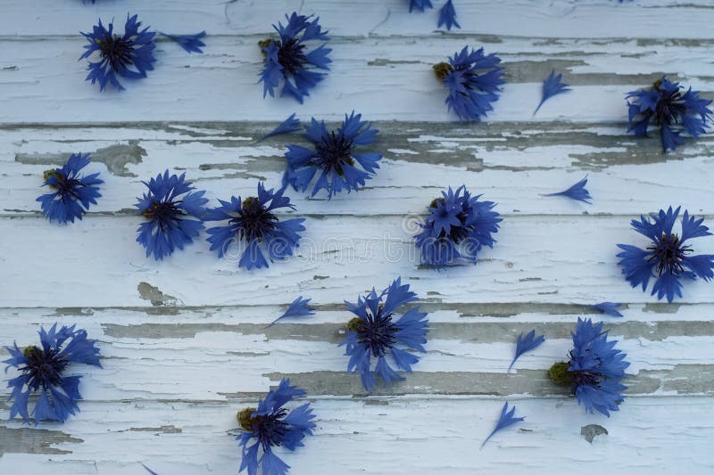 Cornflowers Seamless Pattern.Cornflower Blue Print Stock Image Image