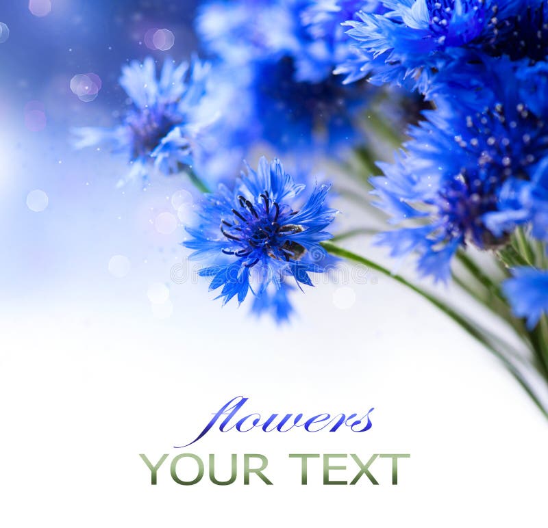 Cornflowers. Wild Blue Flowers