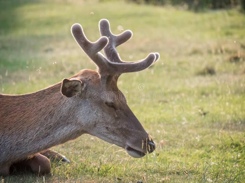 Corni crescenti di riposo dei cervi nobili del maschio giovane di cervus elaphus fotografia stock libera da diritti Corni crescenti di riposo dei cervi nobili del maschio giovane di cervus elaphus fotografia stock libera da diritti