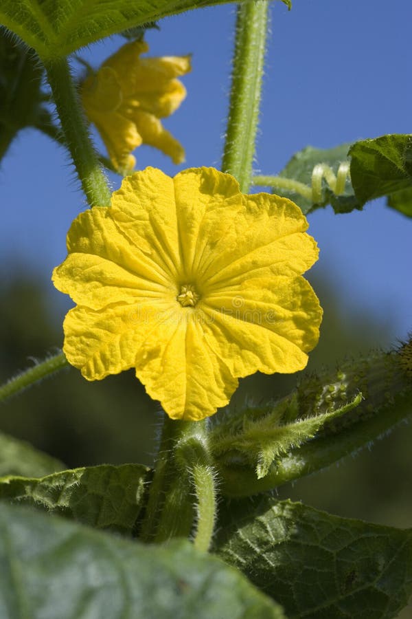 Cornichon image stock. Image du fleur, france, botanique 170286269