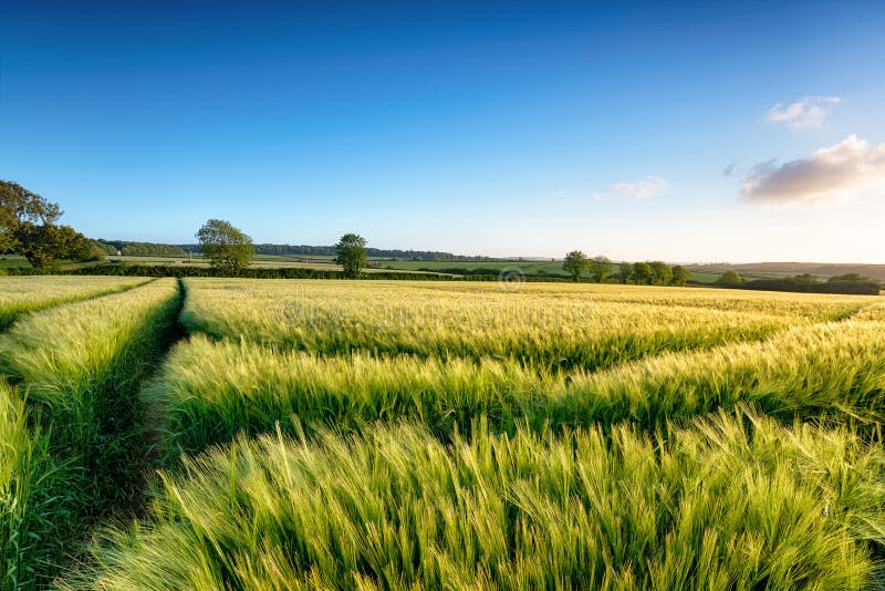 Summer barley growing in fileds near Bodmin in Cornwall. Summer barley growing in fileds near Bodmin in Cornwall