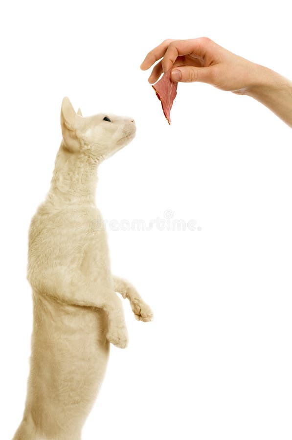 Cornish-rex cat and man s han