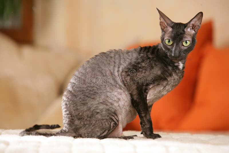 menu Fugtig Underholde Cornish Rex Cat Sitting on the Sofa Stock Image - Image of indoor, looking:  112295705