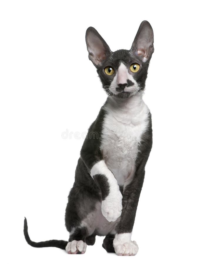 Cornish rex kitten, 4 months old