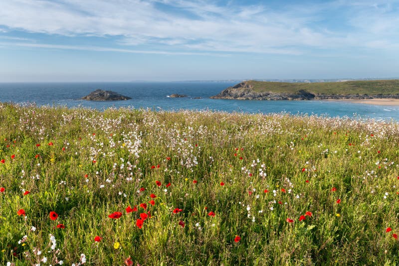 Cornish Wildflower Meadow stock image. Image of britain 50781339