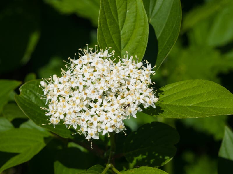 Corniso Siberian de florescência, Cornus alba, conjunto de flores com fundo do bokeh, macro, foco seletivo, DOF raso foto de stock Corniso Siberian de florescência, Cornus alba, conjunto de flores com fundo do bokeh, macro, foco seletivo, DOF raso foto de stock