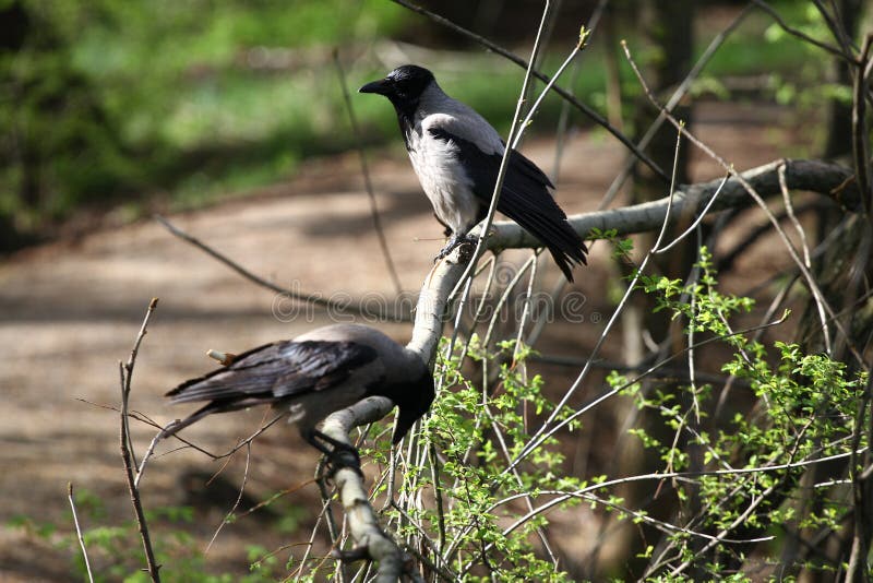 Cornix encapuchado del Corvus del cuervo El cuervo encapuchado, cuervo gris o del “hoodie†fotos de archivo libres de regalías Cornix encapuchado del Corvus del cuervo El cuervo encapuchado, cuervo gris o del “hoodie†fotos de archivo libres de regalías