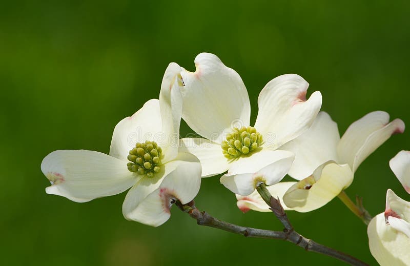 Two white flowering dogwood petals against a deep green background. Two white flowering dogwood petals against a deep green background