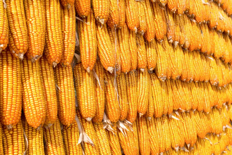 Corns для животный подавать стоковая фотография Corns для животный подавать стоковая фотография