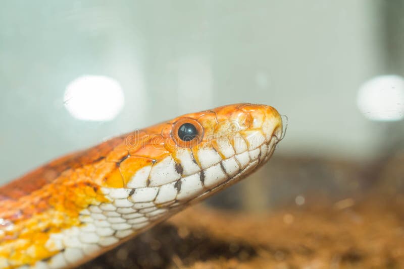 corn snake