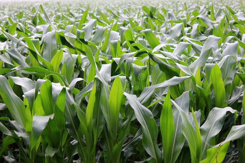 Cornstalks foto de archivo libre de regalías Cornstalks foto de archivo libre de regalías