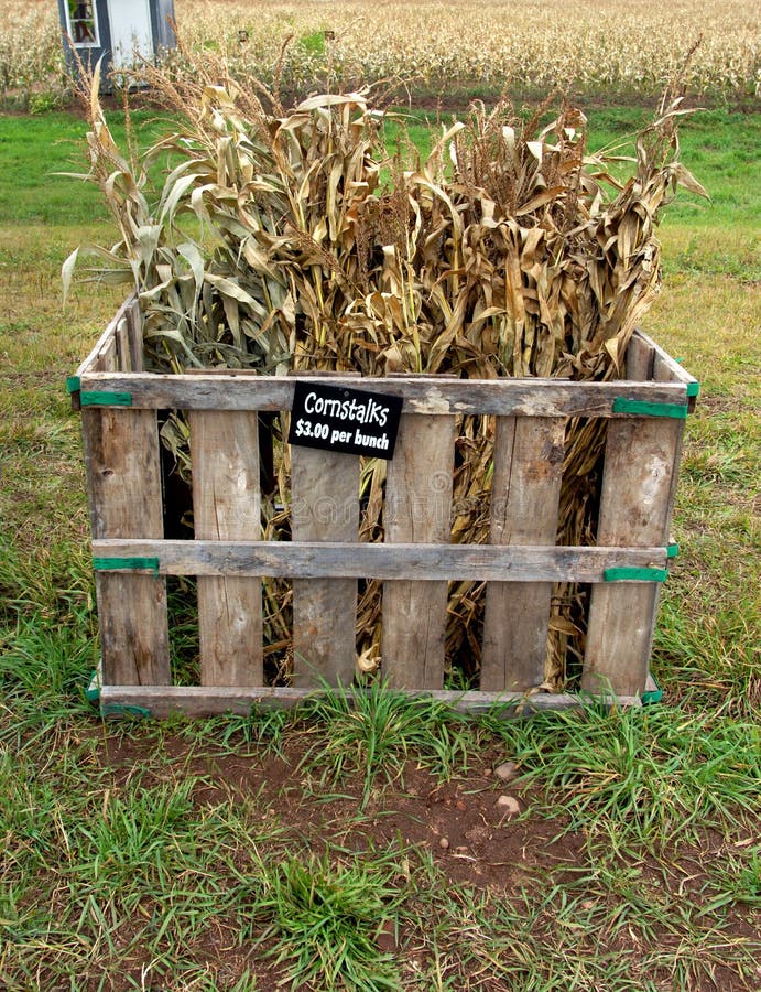 Cornstalks für Verkauf stockbilder Cornstalks für Verkauf stockbilder