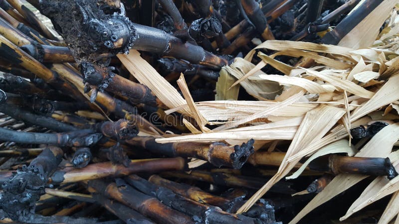 Corn stalks are piled up and burned as natural fertilizer when entering the rainy season and planting changes. Corn stalks are piled up and burned as natural fertilizer when entering the rainy season and planting changes