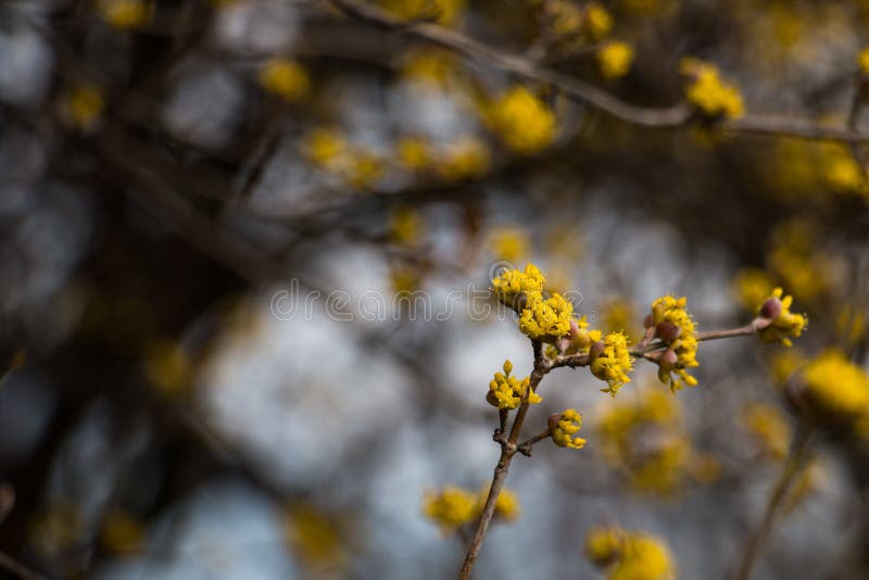Cornus Mas Tree with Yellow Flowers Stock Photo Image of macro