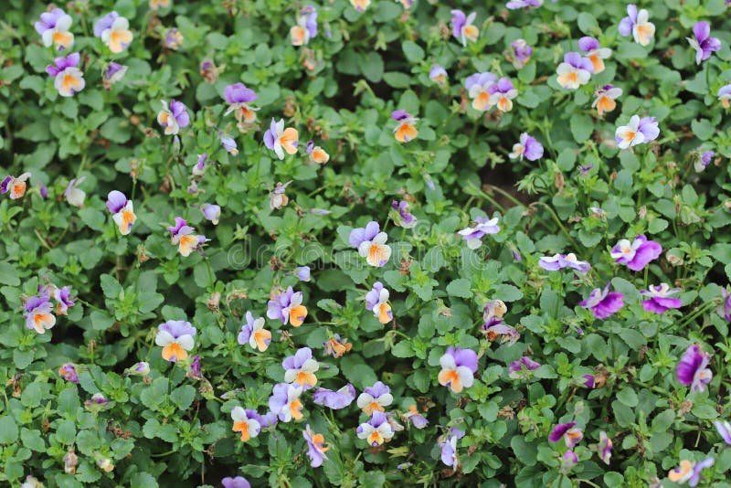 Cornuta Viola, κερασφόρος pansy, σχηματισμένος τούφες pansy στοκ φωτογραφίες Cornuta Viola, κερασφόρος pansy, σχηματισμένος τούφες pansy στοκ φωτογραφίες