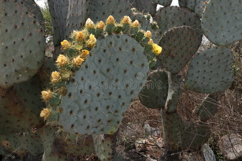 Coroa De Flores De Florescência Do Cacto Foto de Stock - Imagem de pouco,  espinhos: 148472706