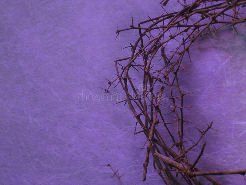 Half crown of thorns on purple background with negative space on the left side. Half crown of thorns on purple background with negative space on the left side