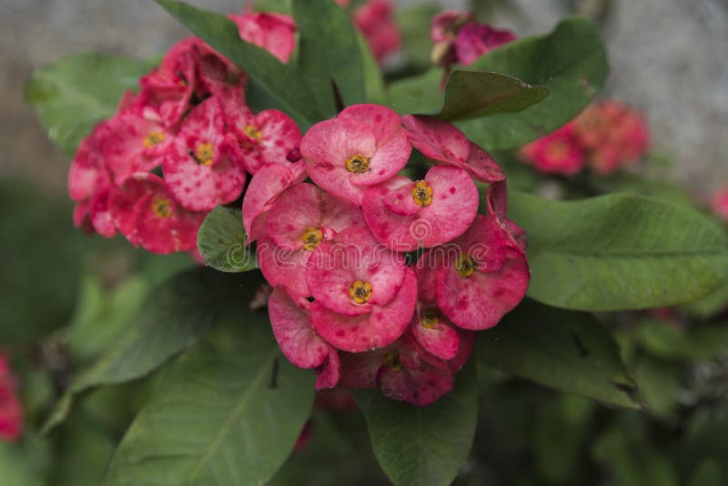 Corona De La Planta De Las Espinas O De La Flor De Cristo Foto de archivo -  Imagen de travieso, flor: 87262732