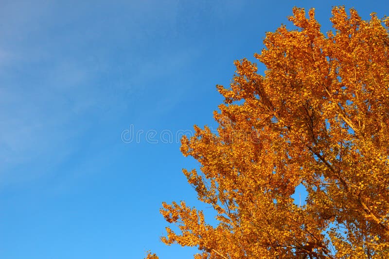 Corona di Aspen nel fogliame dorato di autunno su fondo di cielo blu fotografia stock Corona di Aspen nel fogliame dorato di autunno su fondo di cielo blu fotografia stock