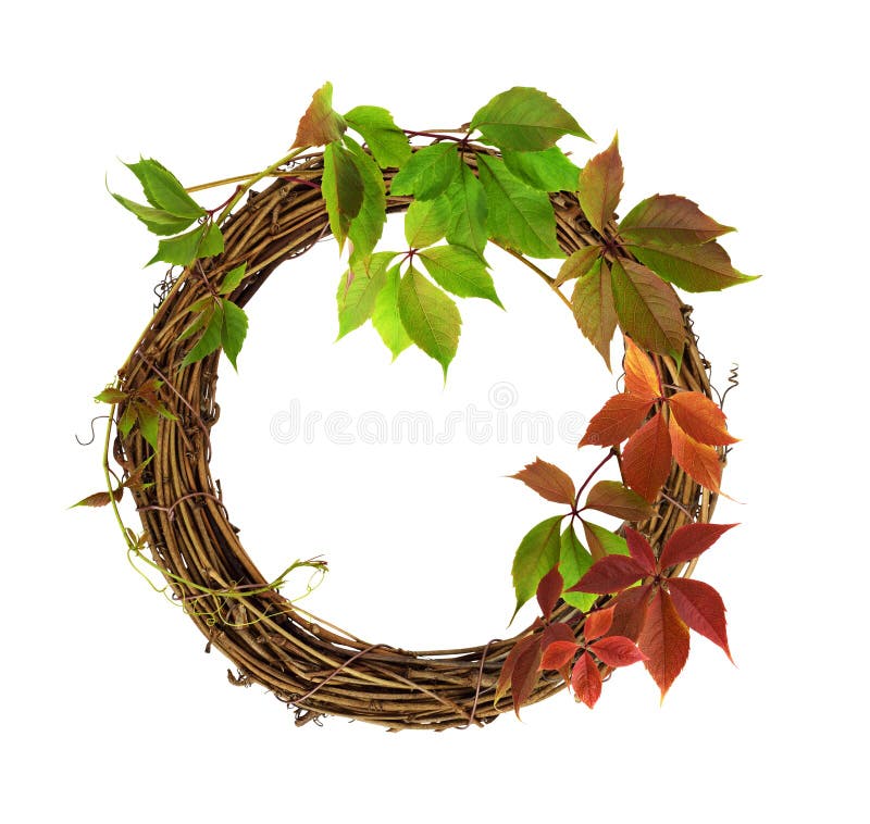 Corona di rattan bruna secca con ramificazione autunnale di uve selvatiche isolate su bianco immagine stock libera da diritti