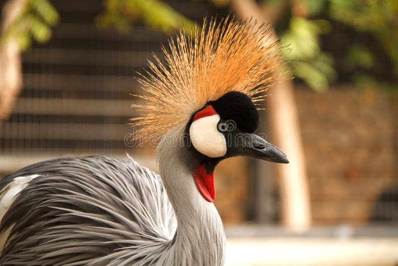 corona dorata incoronata nello zoo Rishon Lecion immagini stock corona dorata incoronata nello zoo Rishon Lecion immagini stock