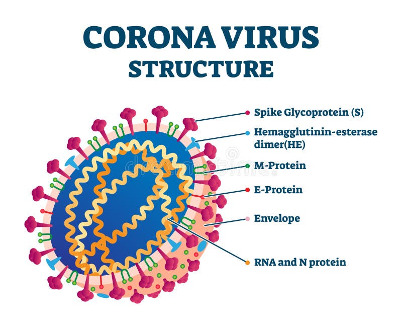 Diagram Of Corona Virus Particle Structure Stock Illustration ...