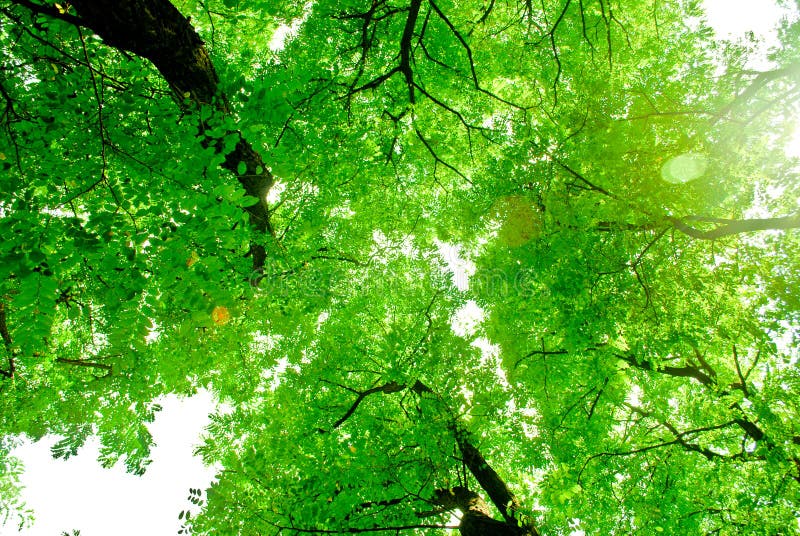 Coronas de árboles verdes con Sun y cielo ascendente foto de archivo Coronas de árboles verdes con Sun y cielo ascendente foto de archivo