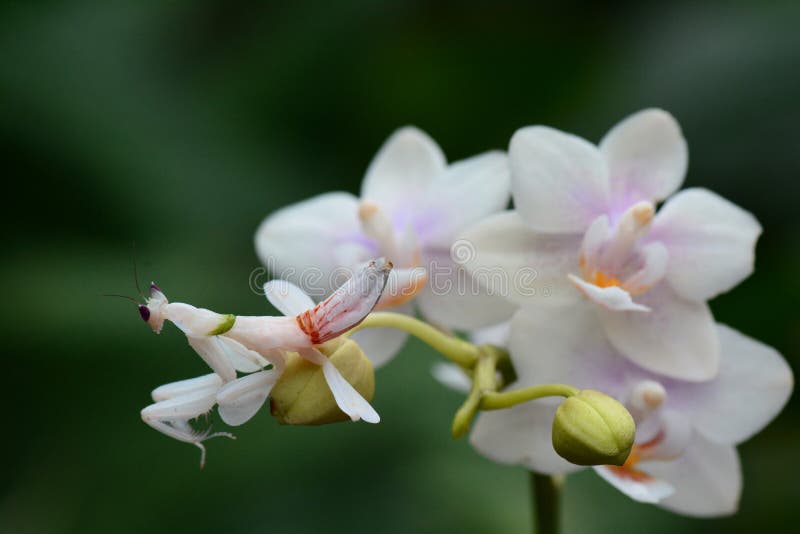 Coronatus di Hymenopus del mantide dell'orchidea aka