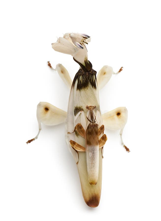 Coronatus żeńska hymenopus samiec zdjęcia stock