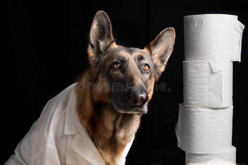 Corona virus prevention on German Shepherd dog with toilet paper and lab coat. Concept about animals against corona virus covid 19 royalty free stock photography Corona virus prevention on German Shepherd dog with toilet paper and lab coat. Concept about animals against corona virus covid 19 royalty free stock photography