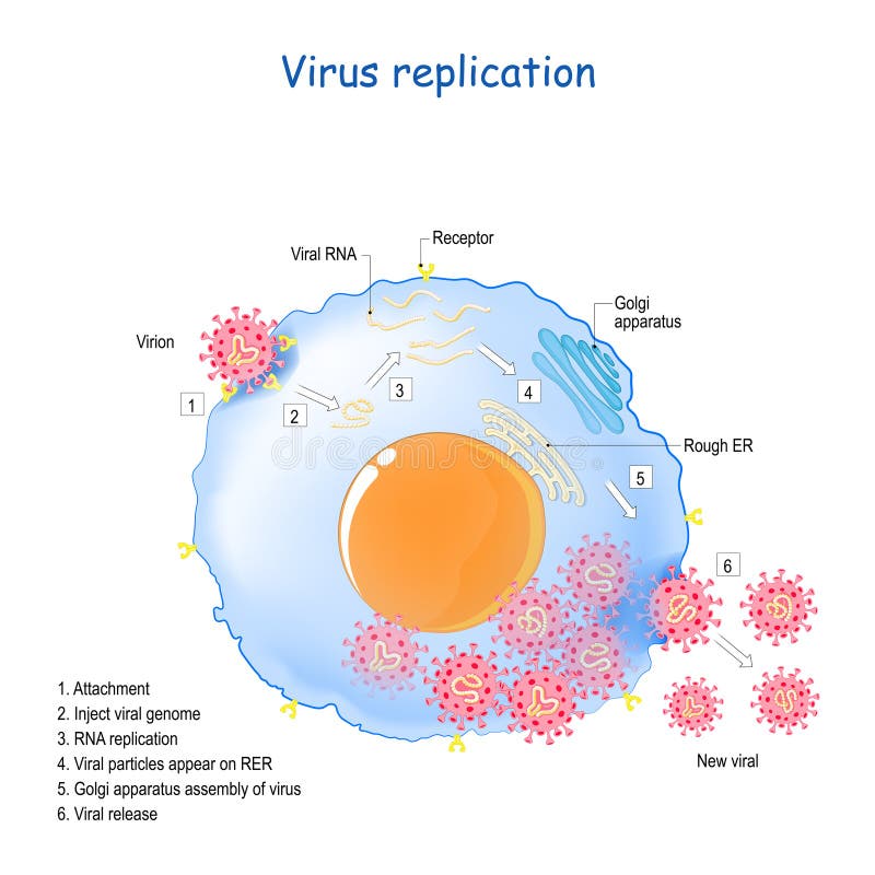 Coronavirus replication. life cycle of RNA viruses