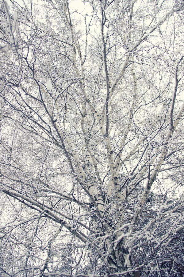 Corone e rami di albero coperti di neve contro il cielo Giorno gelido soleggiato di inverno Priorità bassa blu bianca Vista dal b immagini stock libere da diritti Corone e rami di albero coperti di neve contro il cielo Giorno gelido soleggiato di inverno Priorità bassa blu bianca Vista dal b immagini stock libere da diritti