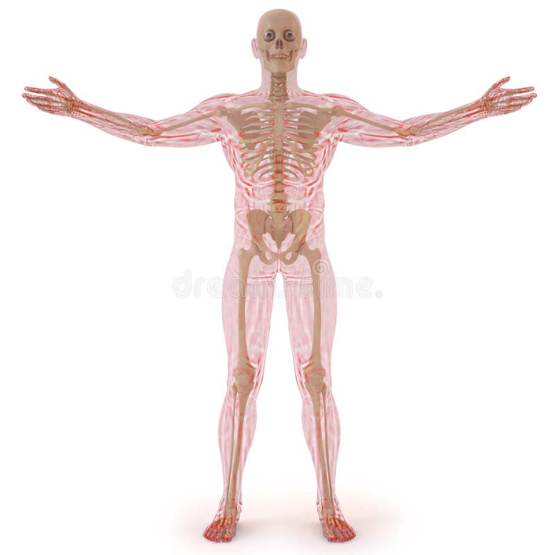 Translucent human body with visible bones. isolated on white. Translucent human body with visible bones. isolated on white.