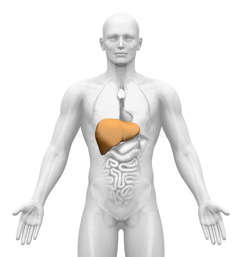 Human body - Medical Imaging - Male Organs - Liver. Human body - Medical Imaging - Male Organs - Liver